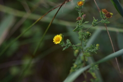 Pulicaria dysenterica