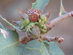 Disholcaspis pedunculoides