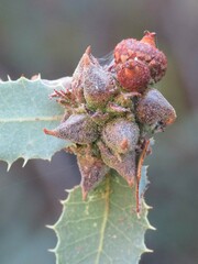 Disholcaspis pedunculoides