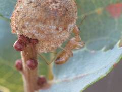 Camponotus festinatus