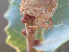 Camponotus festinatus