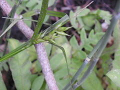 Carex intumescens