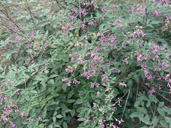 Lespedeza bicolor