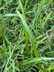 Cyperus rotundus