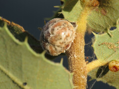 Kermesidae