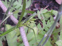 Carex intumescens