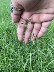 Cyperus rotundus