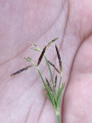 Cyperus rotundus
