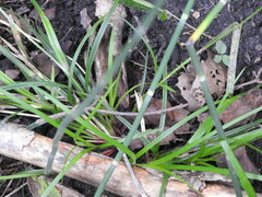 Carex intumescens