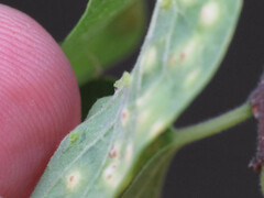 Pachypsylla celtidisasterisca