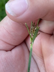 Cyperus rotundus