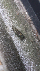 Neotibicen pruinosus