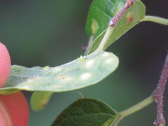 Pachypsylla celtidisasterisca