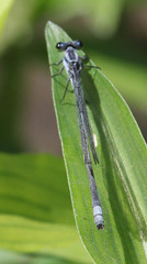 Pseudagrion kersteni