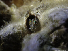 Parablennius incognitus