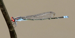Pseudagrion sublacteum