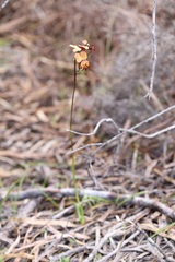 Diuris cruenta
