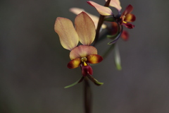 Diuris cruenta