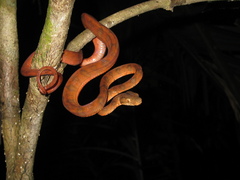 Corallus hortulana