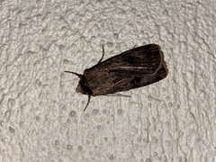 Agrotis
