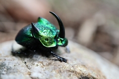 Phanaeus obliquans