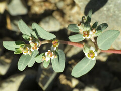 Euphorbia pediculifera