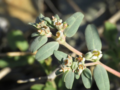 Euphorbia pediculifera