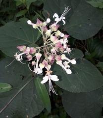Clerodendrum infortunatum