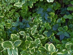 Vincetoxicum nigrum
