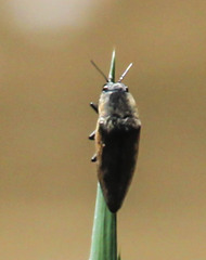 Sphenoptera