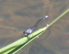 Pseudagrion salisburyense