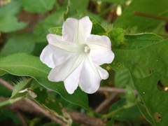 Ipomoea pes-tigridis