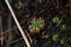 Drosera micrantha