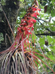 Tillandsia carlos-hankii