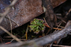 Drosera micrantha
