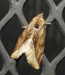 Plagiomimicus ochoa