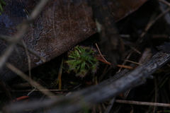 Drosera micrantha
