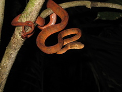 Corallus hortulana