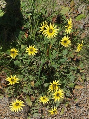 Arctotheca calendula