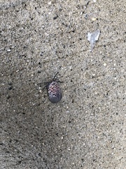 Lycorma delicatula
