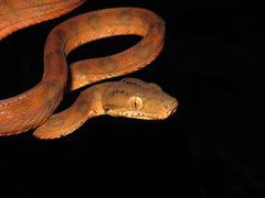 Corallus hortulana