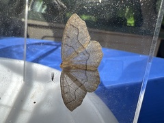 Lambdina fiscellaria