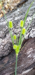 Cyperus retrorsus