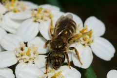 Halictus