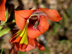 Gladiolus alatus