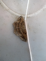 Prochoerodes lineola