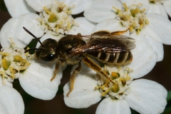Halictus
