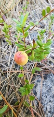 Vaccinium macrocarpon