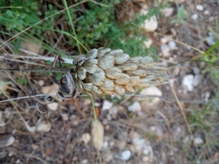 Leuzea conifera