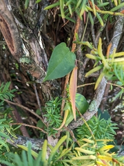 Vincetoxicum nigrum